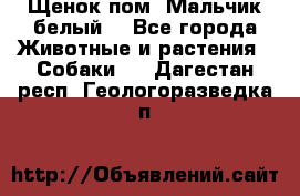 Щенок пом. Мальчик белый  - Все города Животные и растения » Собаки   . Дагестан респ.,Геологоразведка п.